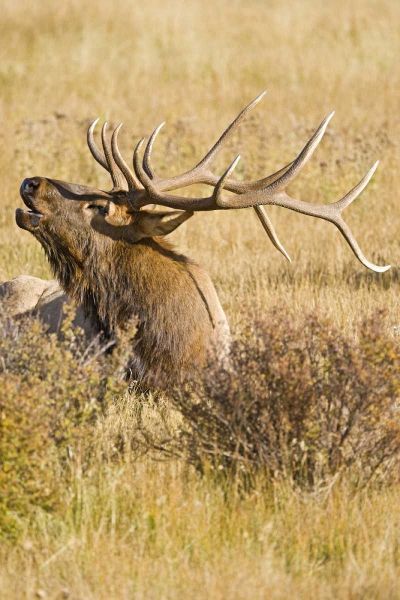 CO, Rocky Mts Bull elk rests in grassy field